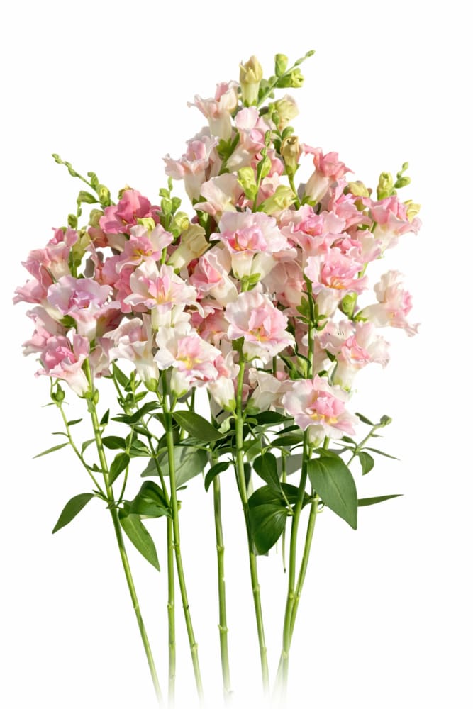 Snapdragon Twinny Double Appleblossom F1 | Antirrhinum majus - 20 seeds / 20-30 cm / Appleblossom - seeds