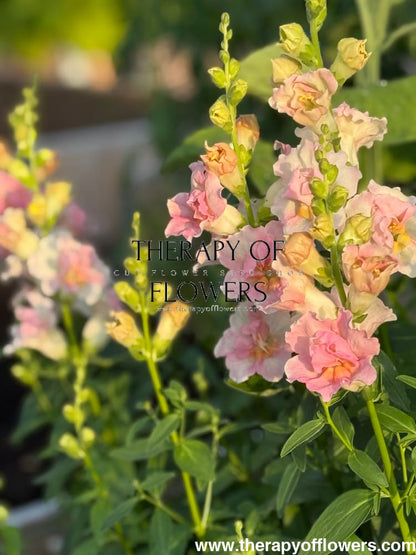 Snapdragon Twinny Double Appleblossom F1 | Antirrhinum majus therapyofflowers.com
