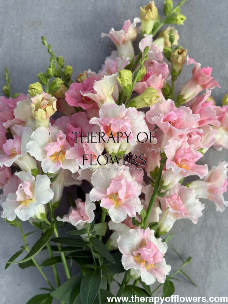 Snapdragon Twinny Double Appleblossom F1 | Antirrhinum majus therapyofflowers.com