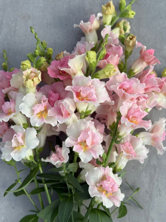 Snapdragon Twinny Double Appleblossom F1 | Antirrhinum majus therapyofflowers.com