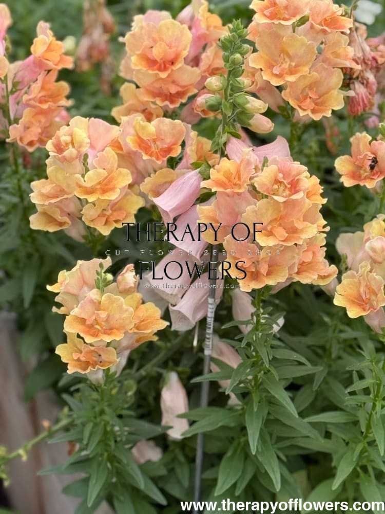 Snapdragon Twinny™ Double Flowered Peach F1 | Antirrhinum majus | Short therapyofflowers.com