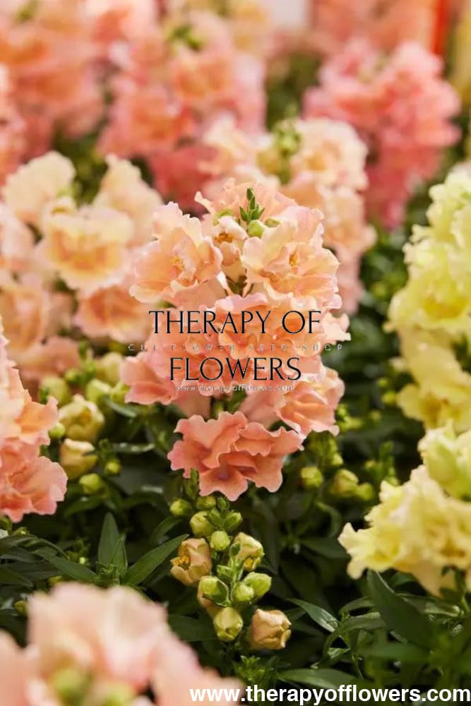 Snapdragon Twinny Double Flowered Peach