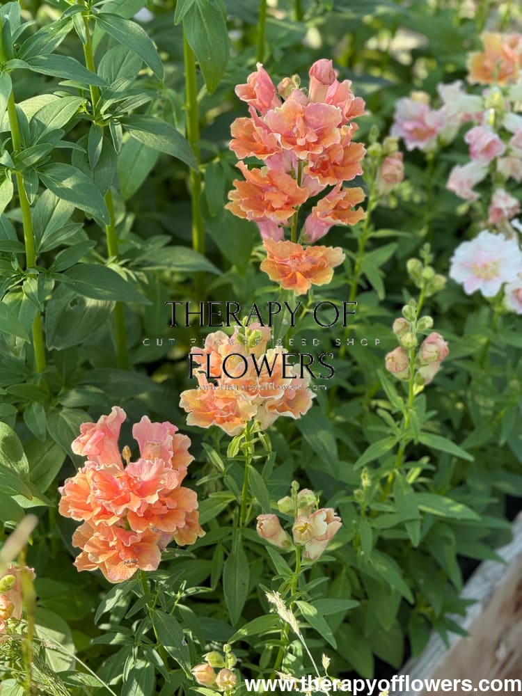 Snapdragon Twinny™ Double Flowered Peach F1 | Antirrhinum majus | Short therapyofflowers.com