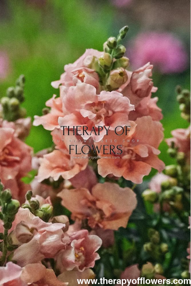 Snapdragon Twinny Double Flowered Peach.