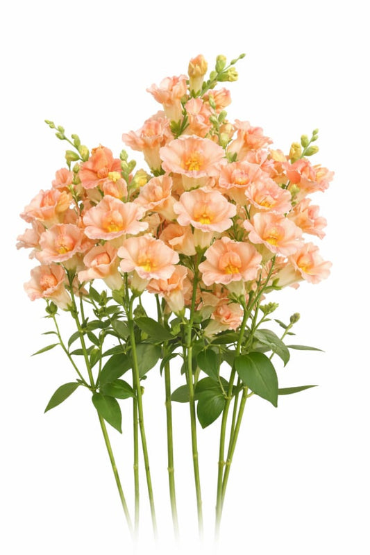 Snapdragon Twinny™ Double Flowered Peach F1 | Antirrhinum majus | Short - 20 seeds / 20-30 cm / Peach - seeds