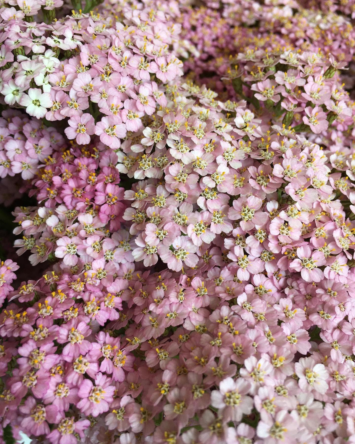 Schafgarbe Summer Berries | Achillea millefolium