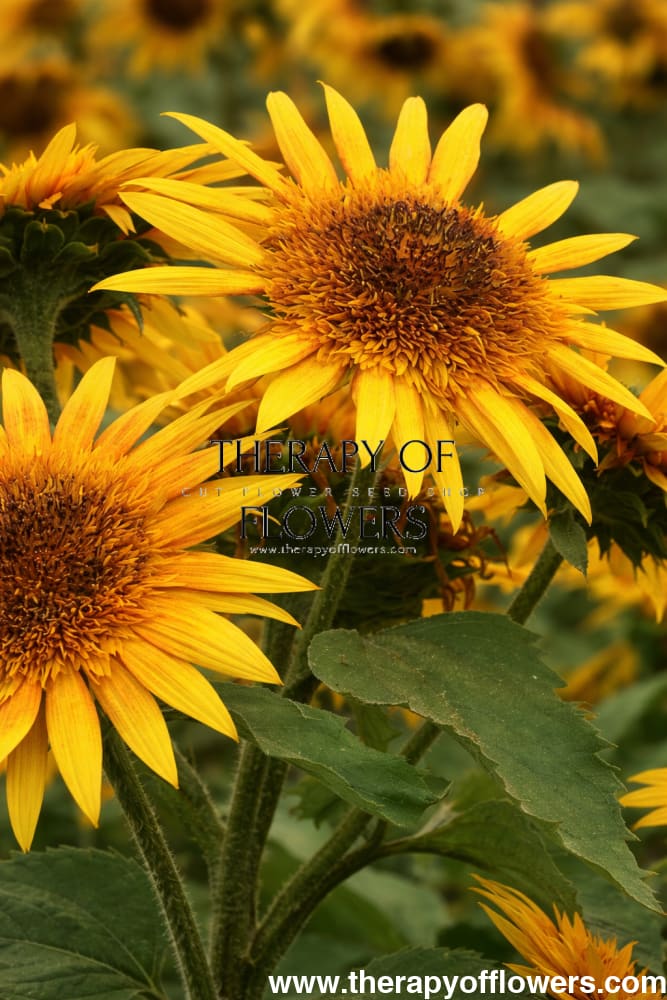 Sunflower Astra Yellow Brown F1 | Helianthus annuus | Multiple blooms on a single stem therapyofflowers.com