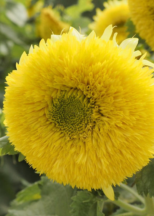 Sunflower Gummy Bear | Helianthus annuus | Short-stemmed cut flower therapyofflowers.com