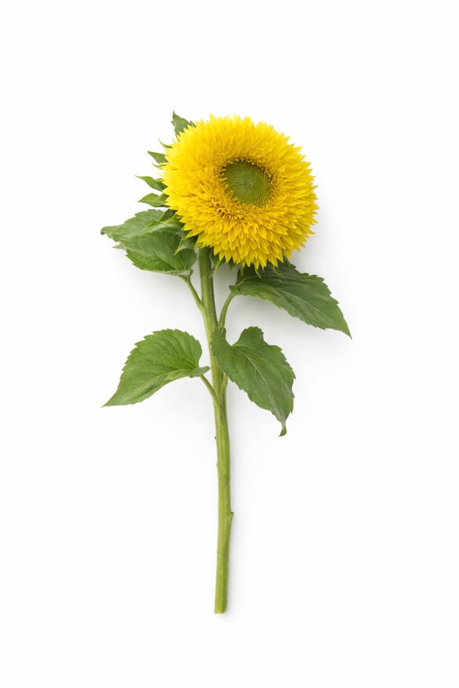 Sunflower Gummy Bear | Helianthus annuus | Short-stemmed cut flower - 20 seeds / 150–180 cm / Green - Seeds