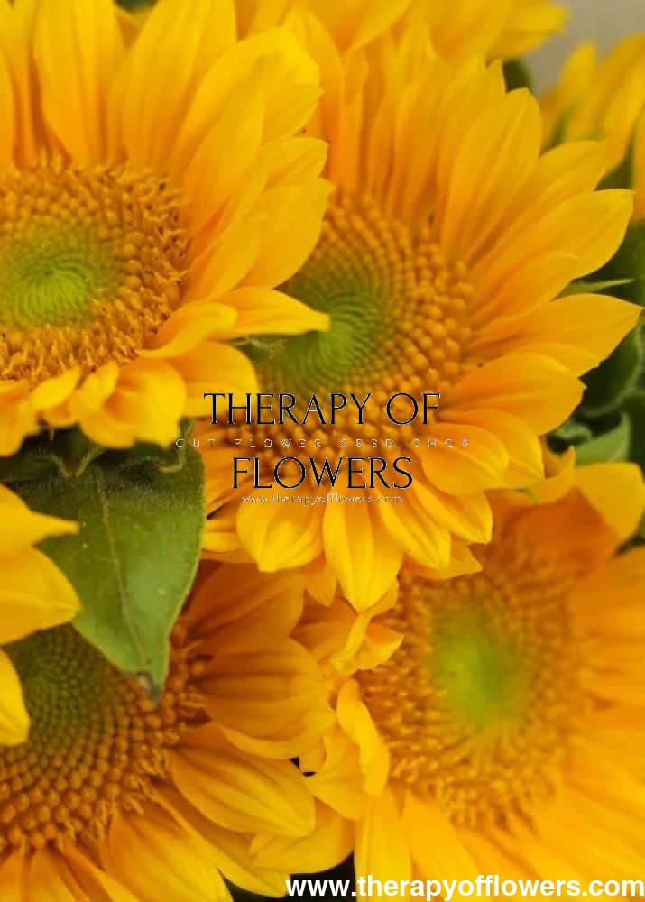 Sunflower ProCut® Gold Lite DMR F1 | Helianthus annuus therapyofflowers.com