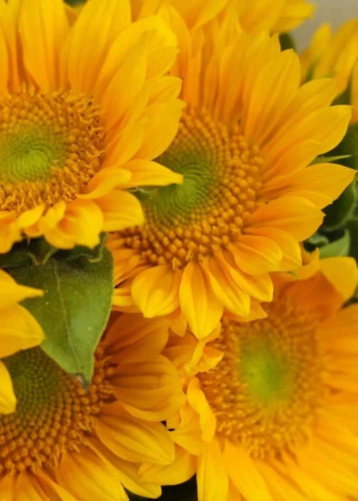 Sunflower ProCut® Gold Lite DMR F1 | Helianthus annuus therapyofflowers.com