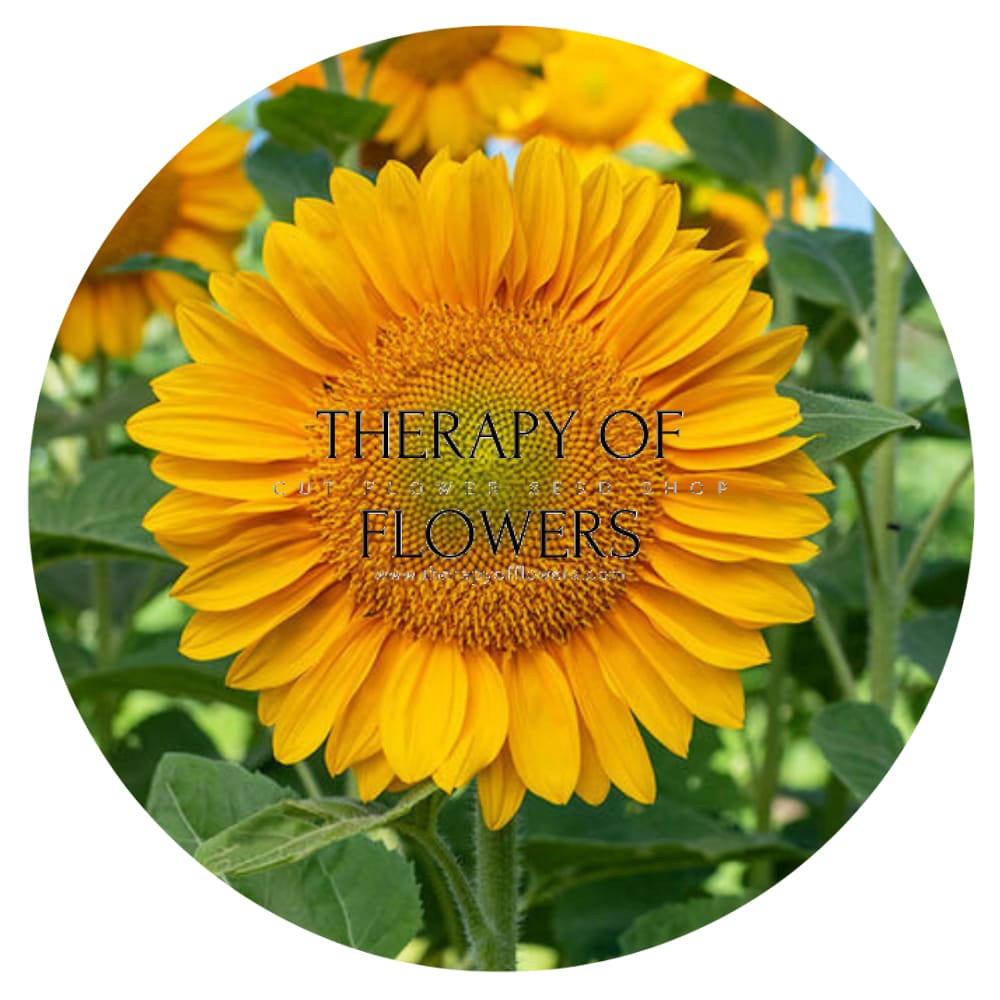 Sunflower ProCut® Gold Lite DMR F1 | Helianthus annuus - 20 seeds / 150 cm / Golden-yellow - Seeds