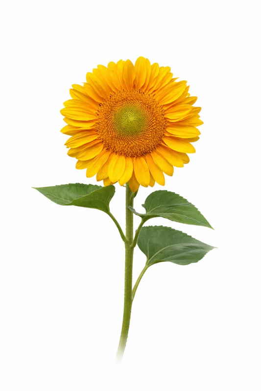 Sunflower ProCut® Gold Lite DMR F1 | Helianthus annuus therapyofflowers.com