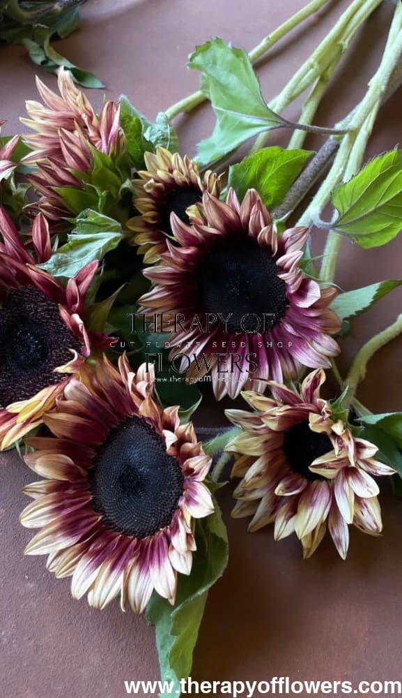 Sunflower ProCut® Plum F1 | Helianthus annuus therapyofflowers.com