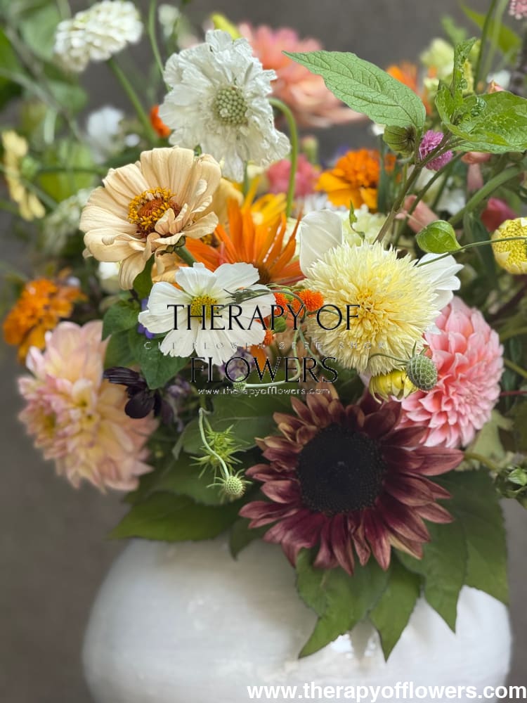 Sunflower ProCut® Plum F1 | Helianthus annuus therapyofflowers.com