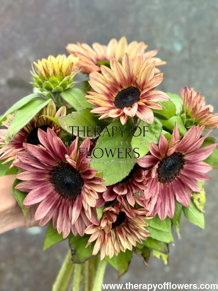 Sunflower ProCut® Plum F1 | Helianthus annuus therapyofflowers.com