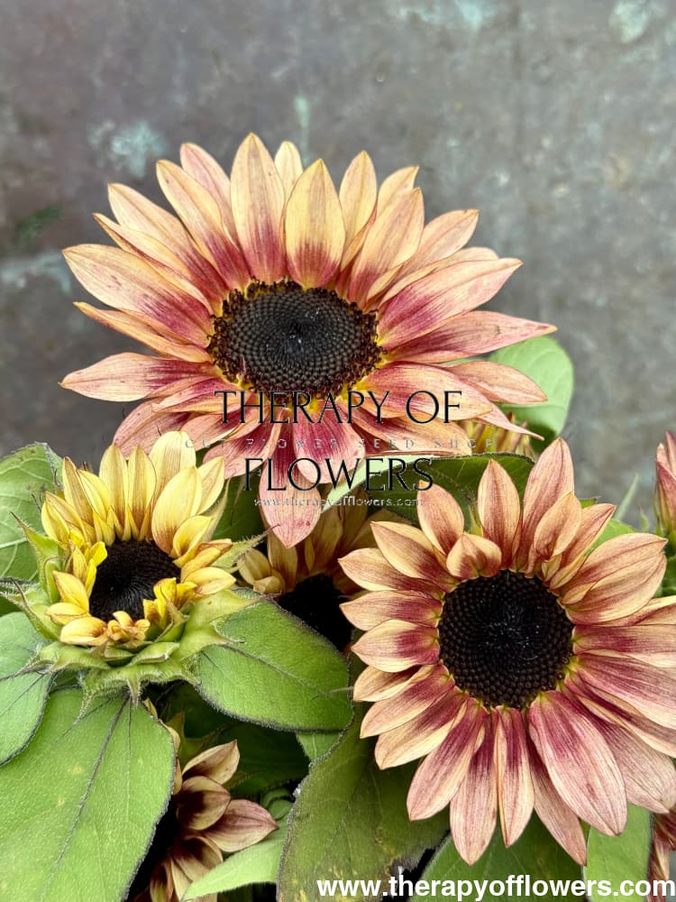 Sunflower ProCut® Plum F1 | Helianthus annuus therapyofflowers.com