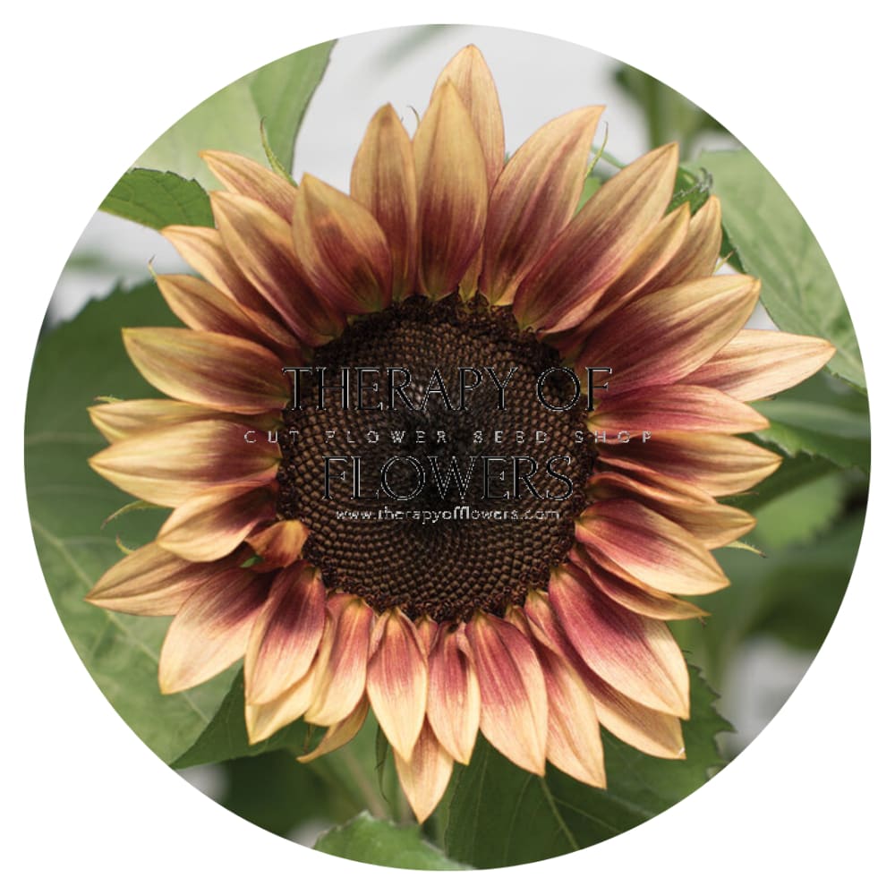 Sunflower ProCut® Plum F1 | Helianthus annuus therapyofflowers.com