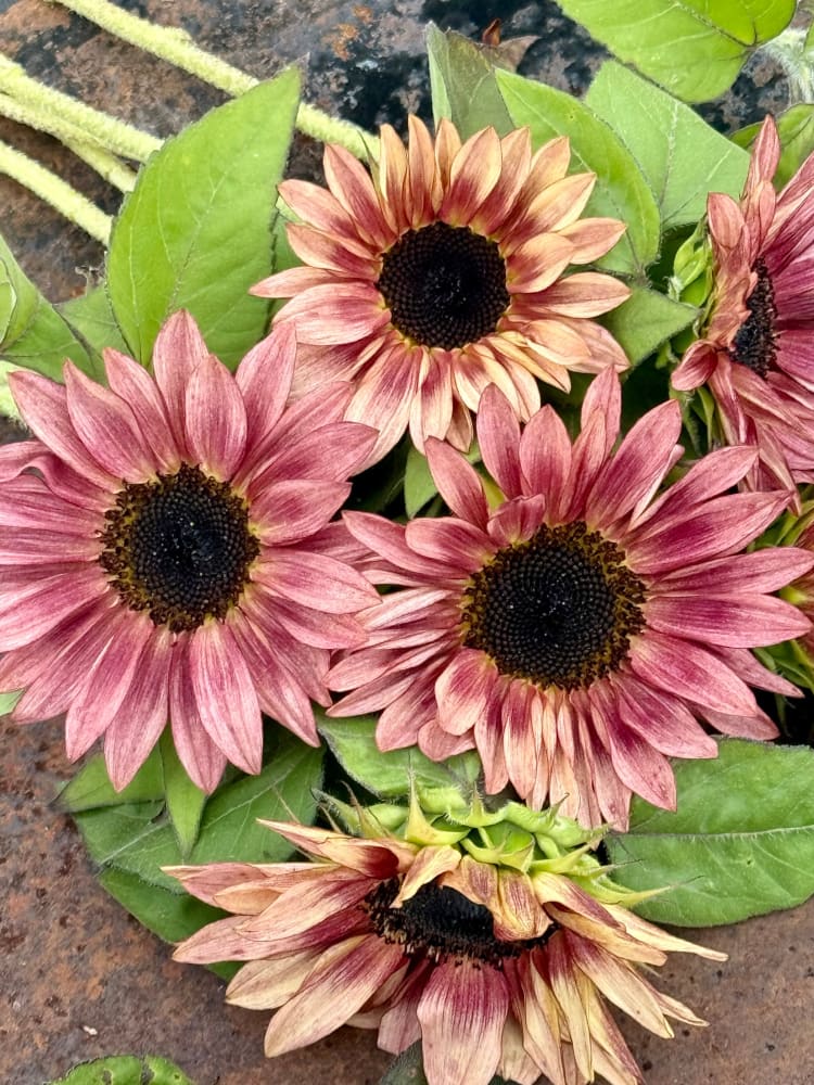 Sunflower ProCut® Plum F1 | Helianthus annuus therapyofflowers.com