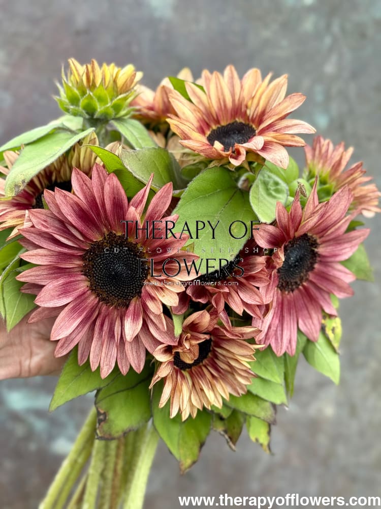Sunflower ProCut® Plum F1 | Helianthus annuus therapyofflowers.com