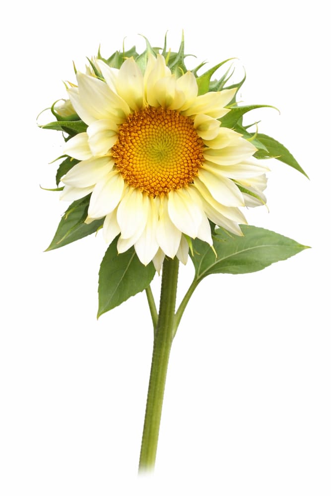Sunflower ProCut® White Lite F1 | Helianthus annuus - 20 seeds / 150-180 cm - Seeds