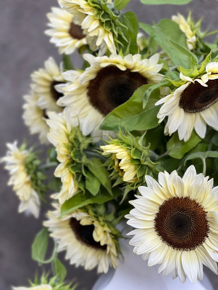 pro cut flower seeds Sunflower ProCut® White Nite F1