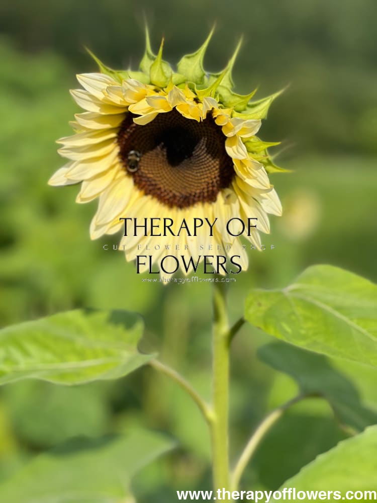 Sunflower ProCut® White Nite F1 | Helianthus annuus therapyofflowers.com