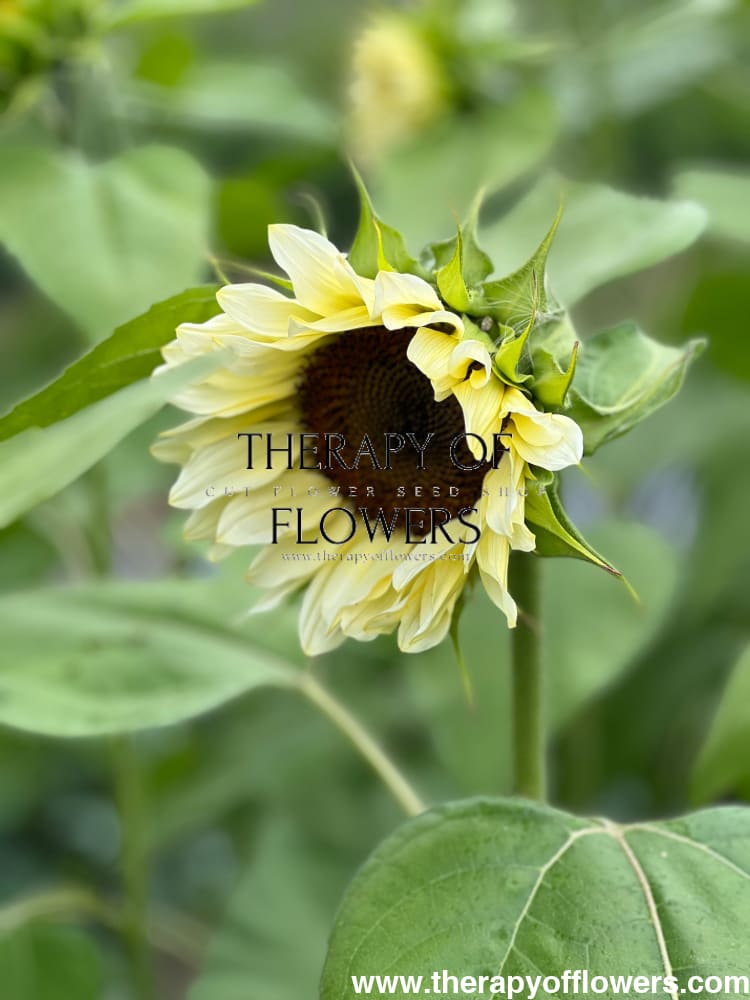 Sunflower ProCut® White Nite F1 | Helianthus annuus therapyofflowers.com