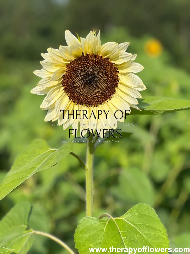 Sunflower ProCut® White Nite F1 | Helianthus annuus therapyofflowers.com