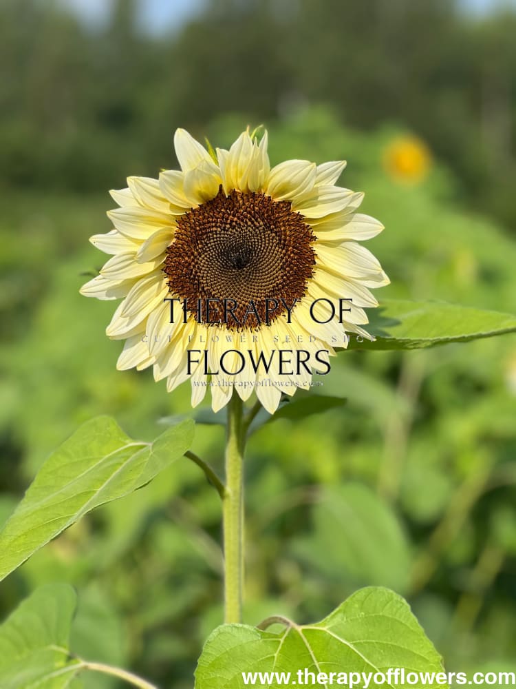 Sunflower ProCut® White Nite F1 | Helianthus annuus therapyofflowers.com