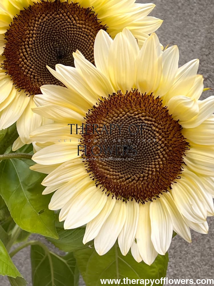Sunflower ProCut® White Nite F1 | Helianthus annuus therapyofflowers.com