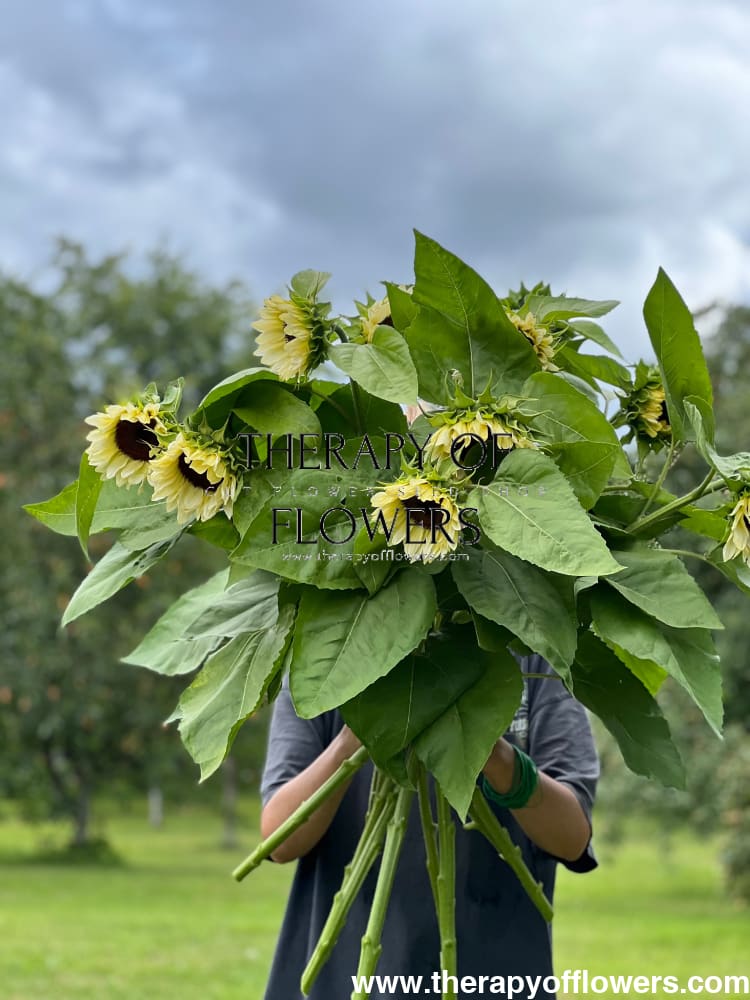 Sunflower ProCut® White Nite F1 | Helianthus annuus therapyofflowers.com