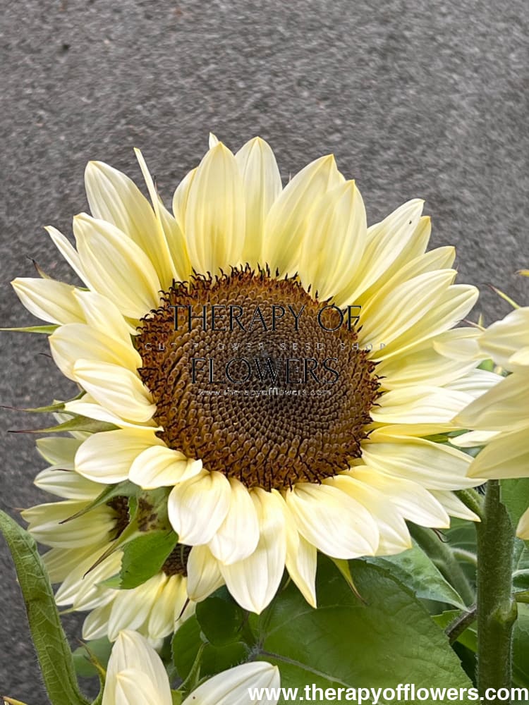 Sunflower ProCut® White Nite F1 | Helianthus annuus therapyofflowers.com