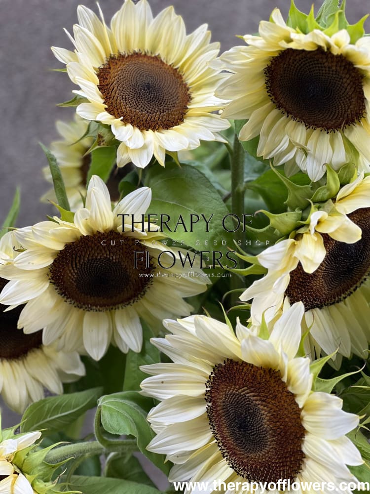 Sunflower ProCut® White Nite F1 | Helianthus annuus therapyofflowers.com