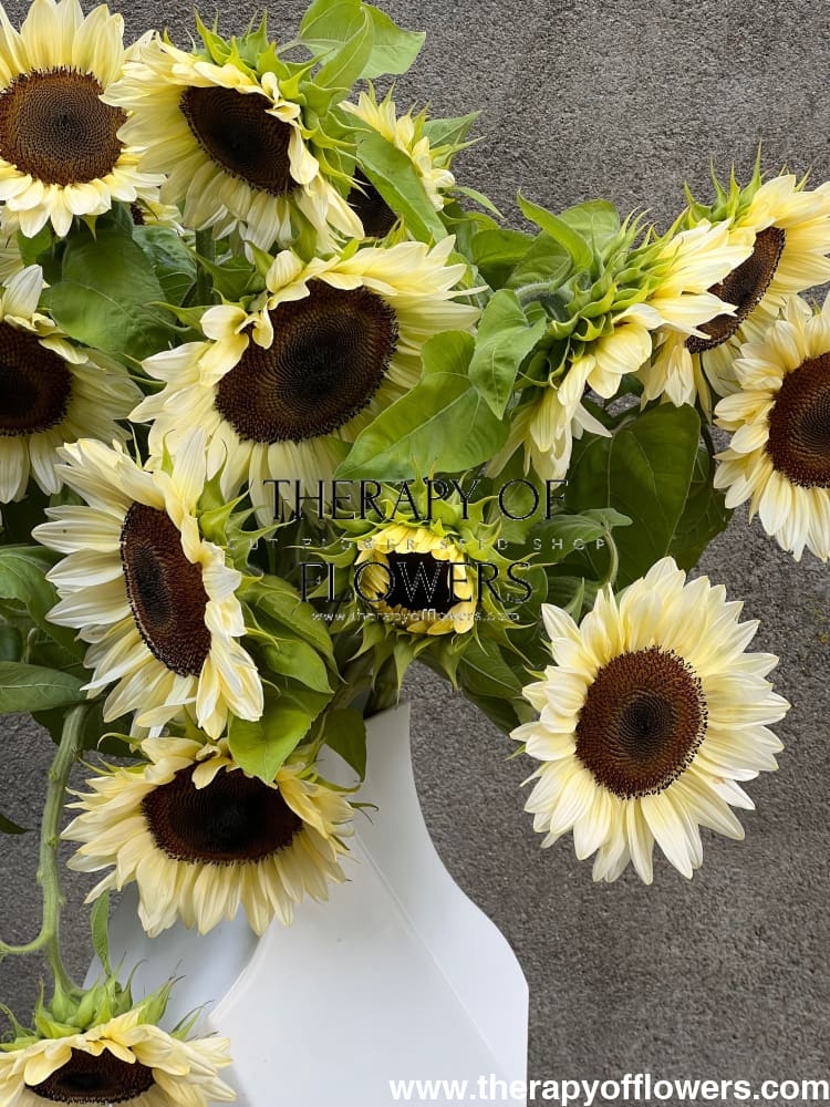 Sunflower ProCut® White Nite F1 | Helianthus annuus therapyofflowers.com
