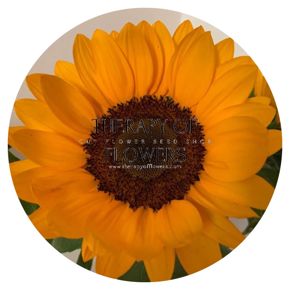 Sunflower Stromboli Tangy F1 | Helianthus annuus therapyofflowers.com