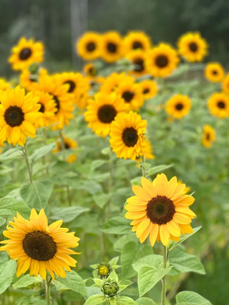 Sunflower Stromboli Tangy F1 | Helianthus annuus therapyofflowers.com