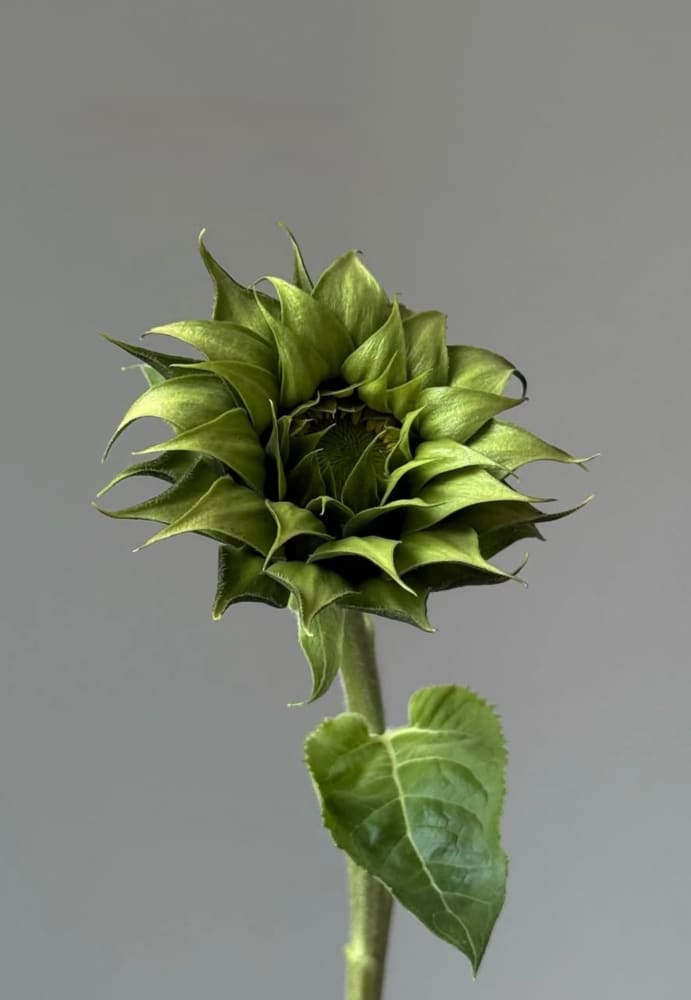 Sunflower SunFill™ Green F1 | Helianthus annuus | Sunflower for Florists therapyofflowers.com