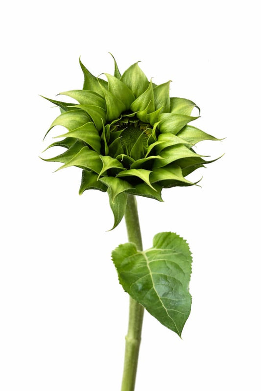 Sunflower SunFill™ Green F1 | Helianthus annuus | Sunflower for Florists - 20 seeds / 150–180 cm / Green - Seeds