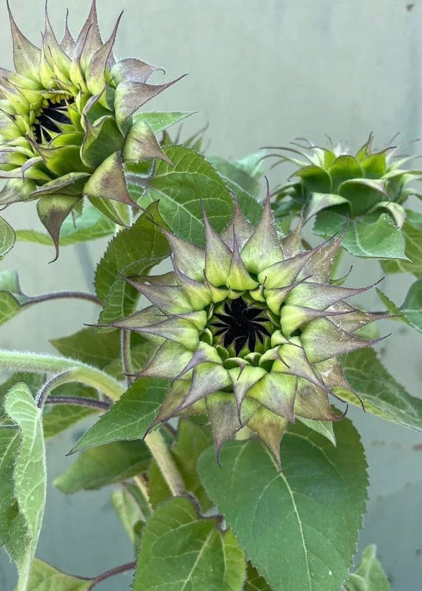 Sunflower SunFill™ Purple F1 | Helianthus annuus | Sunflower for Florists therapyofflowers.com