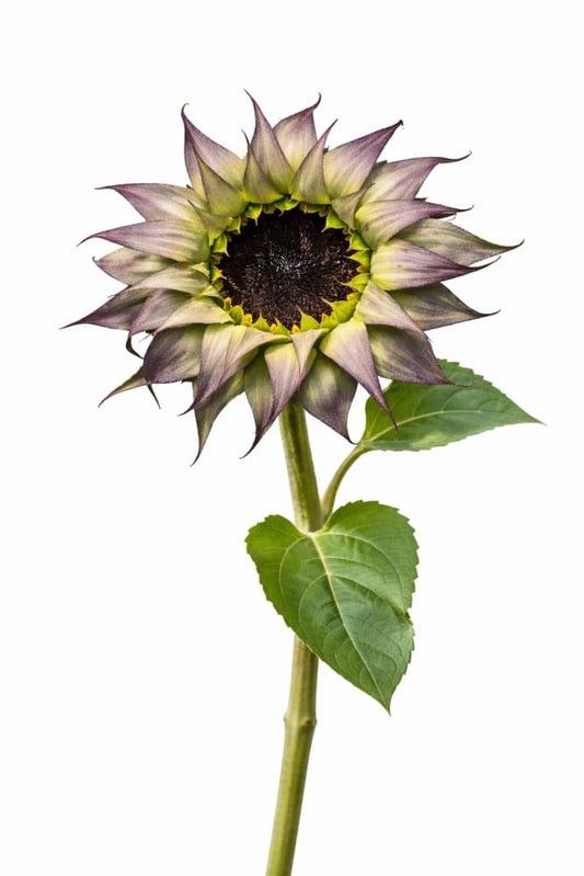 Sunflower SunFill™ Purple F1 | Helianthus annuus | Sunflower for Florists - 20 seeds / 150–180 cm / Purple - Seeds