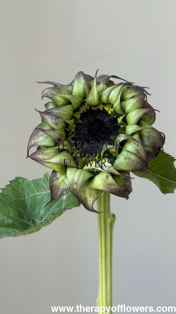 Sunflower SunFill™ Green F1 | Helianthus annuus | Sunflower for Florists therapyofflowers.com