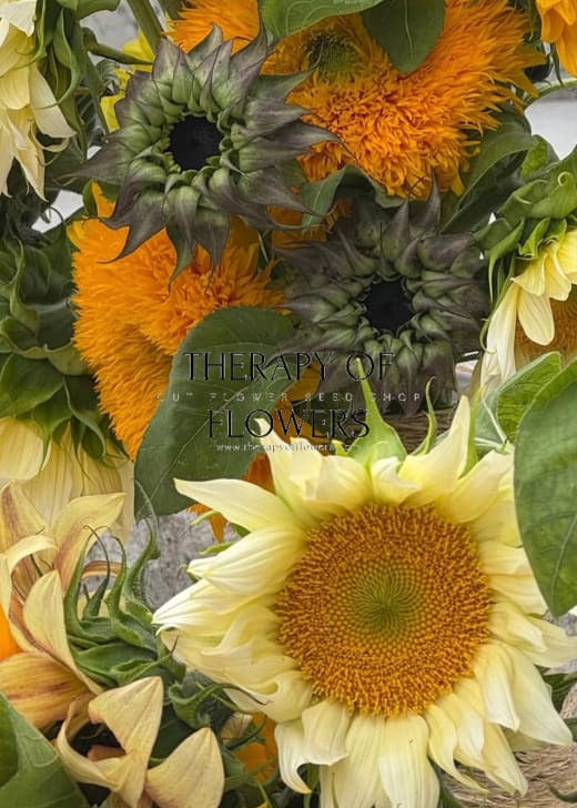 Sunflower SunFill™ Purple F1 | Helianthus annuus | Sunflower for Florists therapyofflowers.com