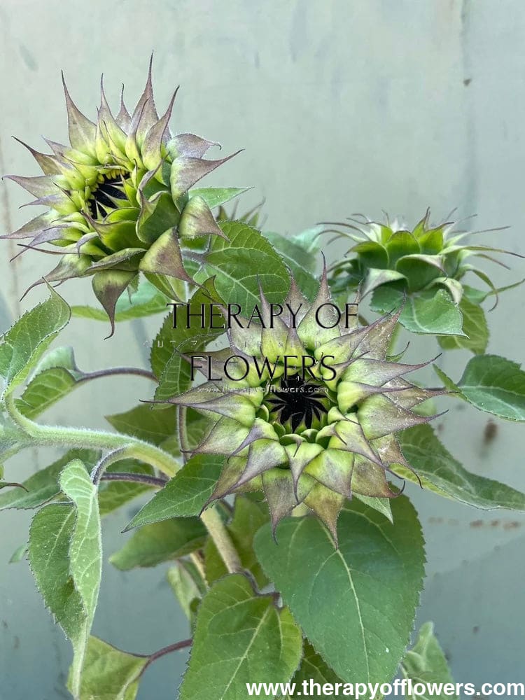 Sunflower SunFill™ Purple F1 | Helianthus annuus | Sunflower for Florists therapyofflowers.com