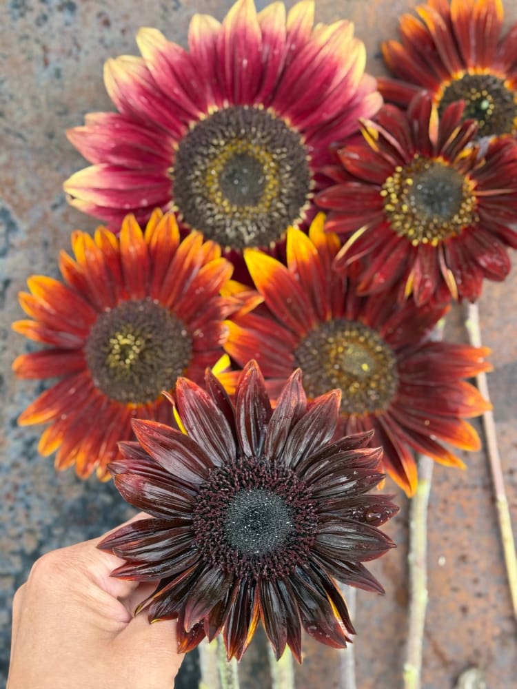 Sunflower Tall Red Sun | Helianthus annuus therapyofflowers.com