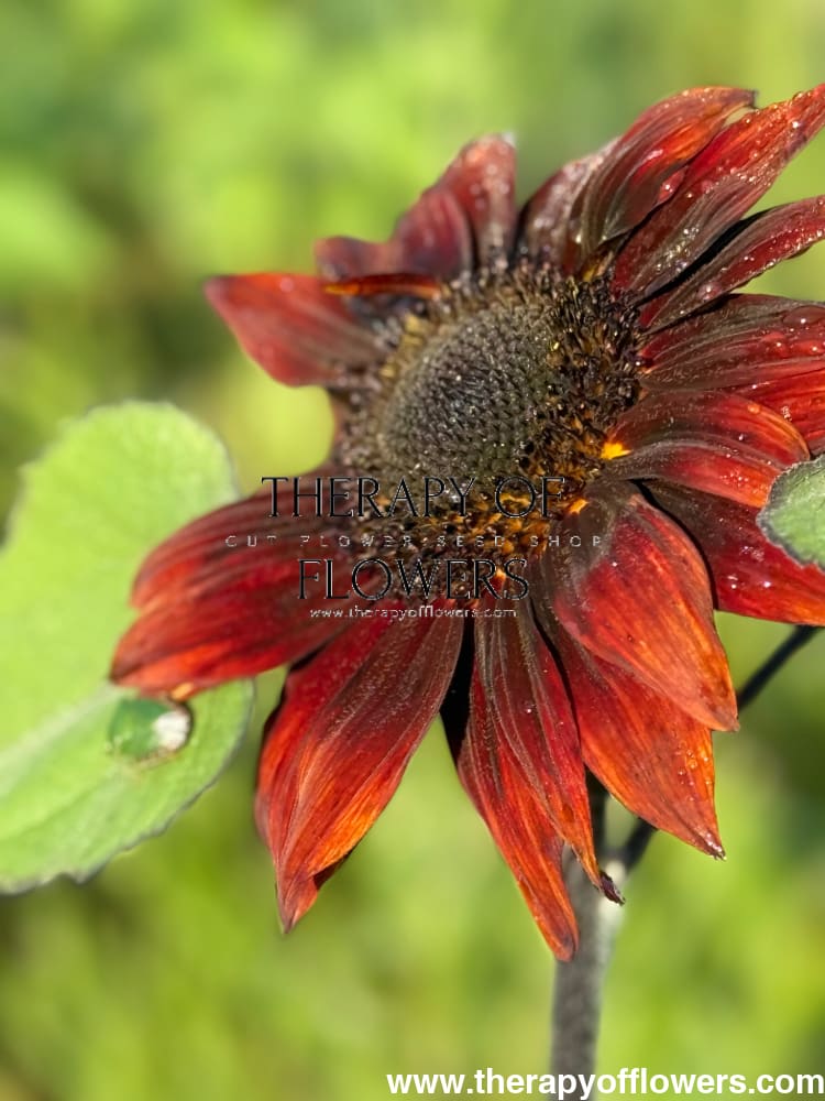 Sunflower Tall Red Sun | Helianthus annuus therapyofflowers.com