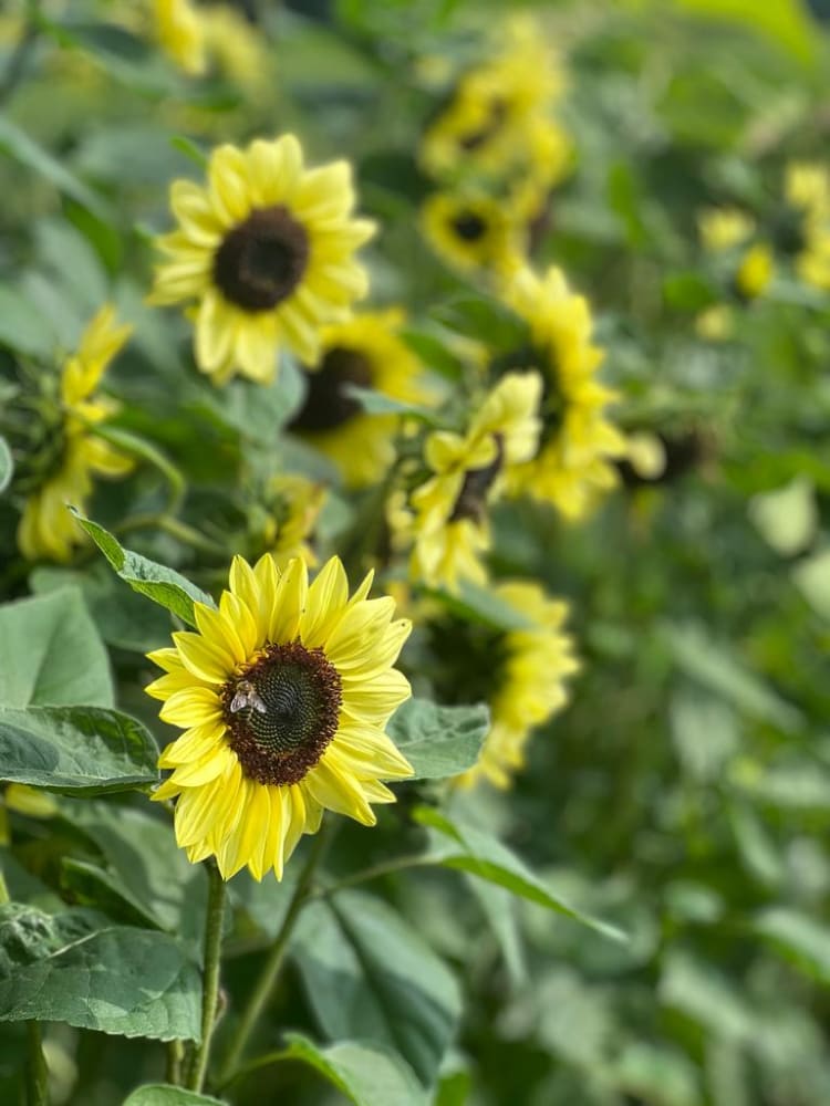 Sunflower Valentine | Helianthu annuus therapyofflowers.com