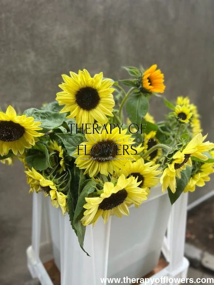 Sunflower Valentine | Helianthu annuus therapyofflowers.com