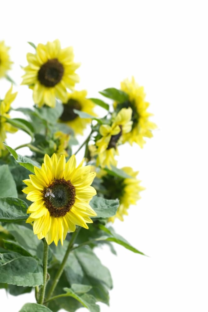 Sunflower Valentine | Helianthu annuus therapyofflowers.com