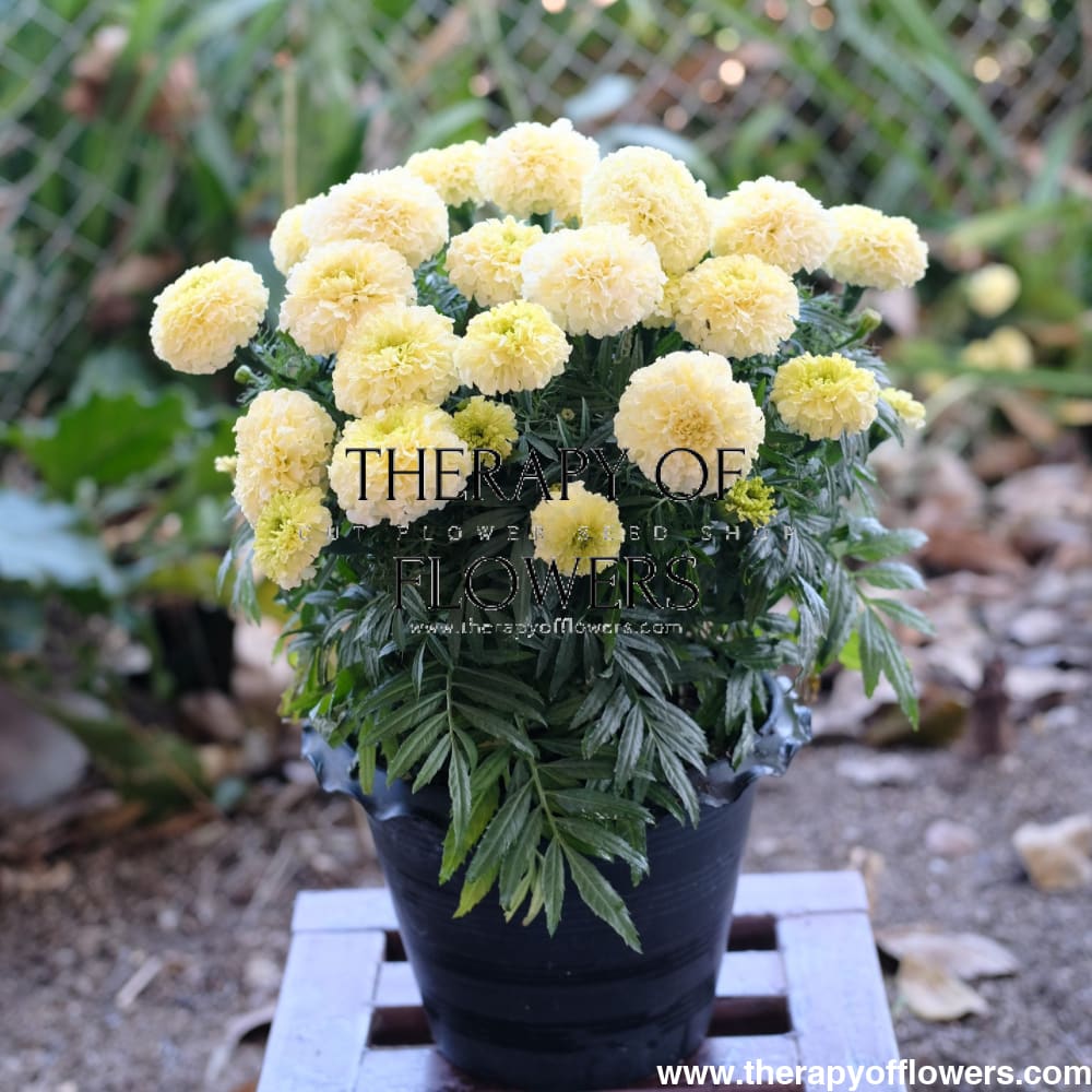Tagetes erecta | Marigold Baby Swan White therapyofflowers.com